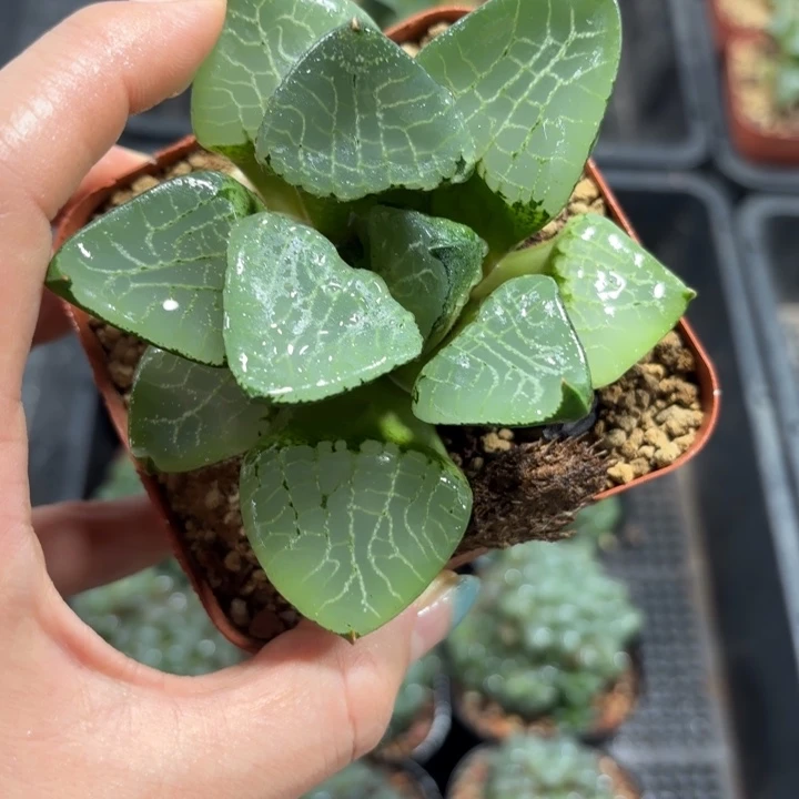 水晶克母本多肉植物