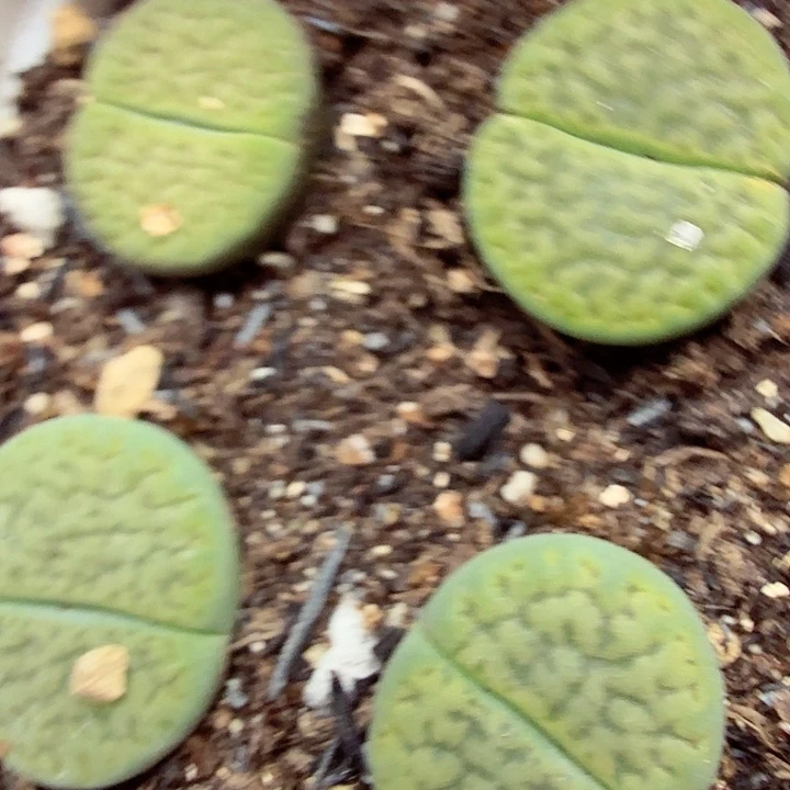 这个点睡一回是为了睡059不