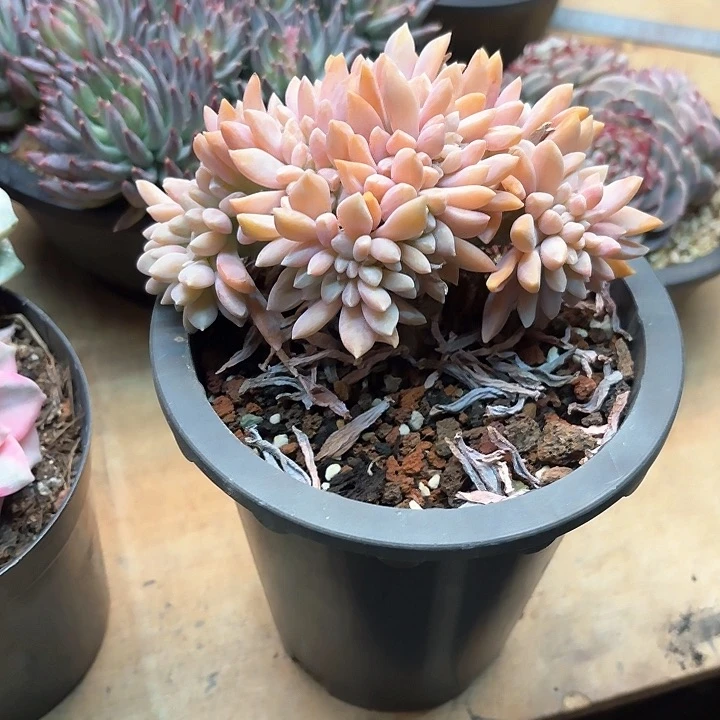 多肉植物，淡雪缀