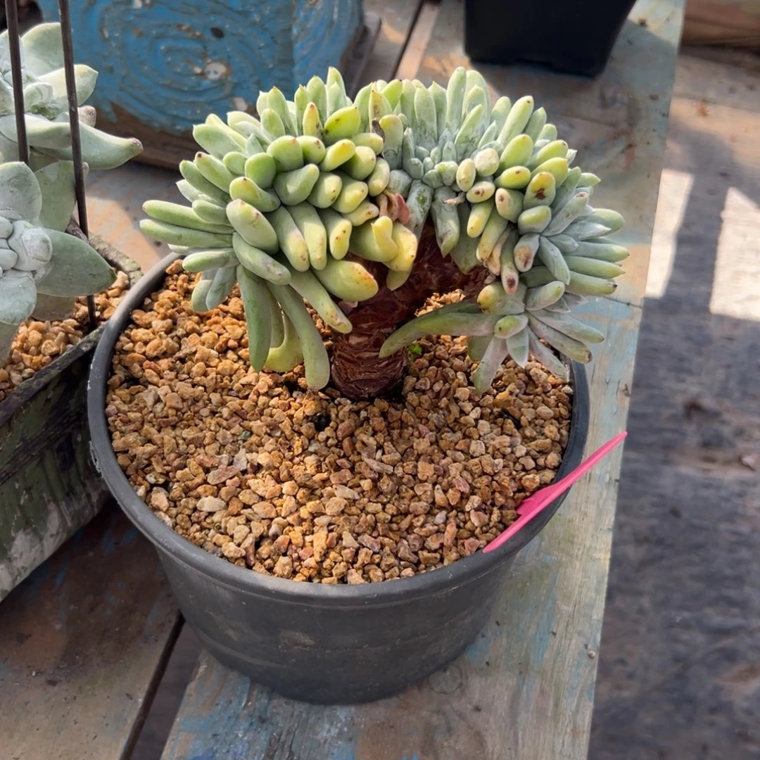 2***H谢谢姐姐～一物一拍补差价