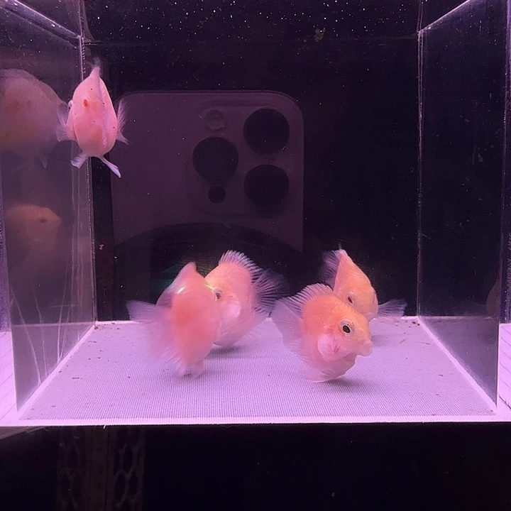 鹦鹉鱼胭脂粉桃心鹦鹉鱼