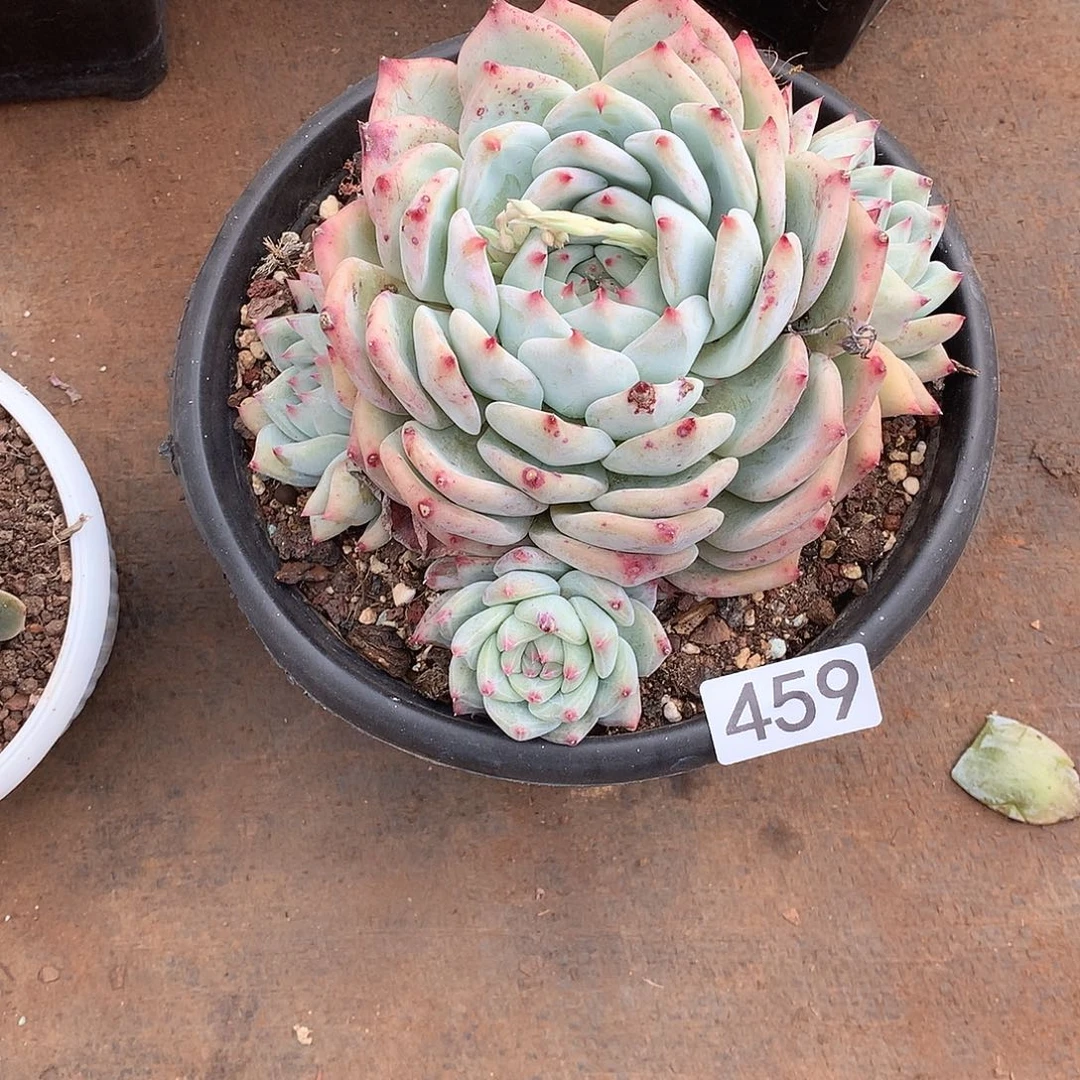 459 一物一拍多肉