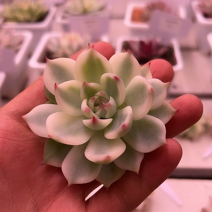 白白吉娃娃锦多肉植物