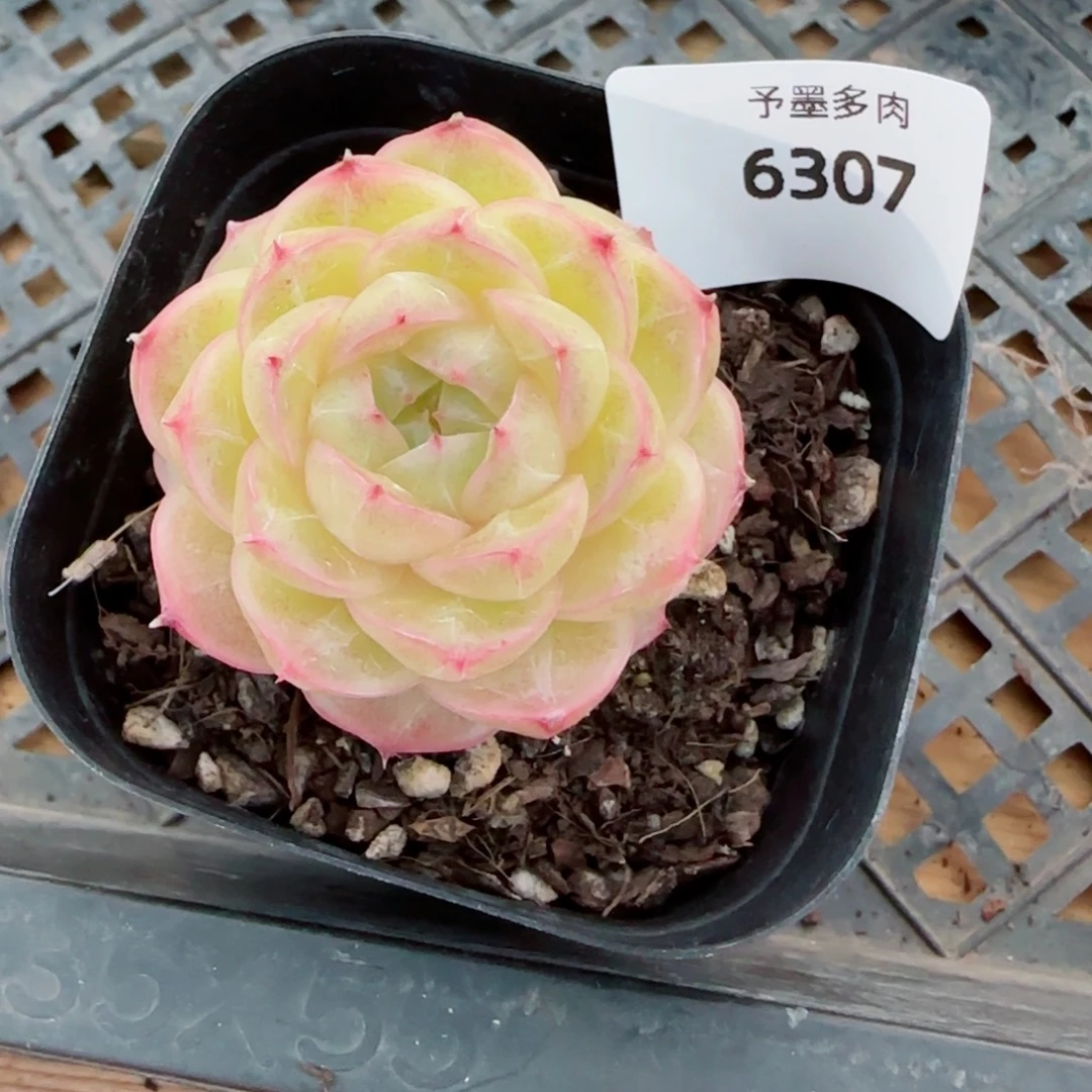 井天，6307多肉植物