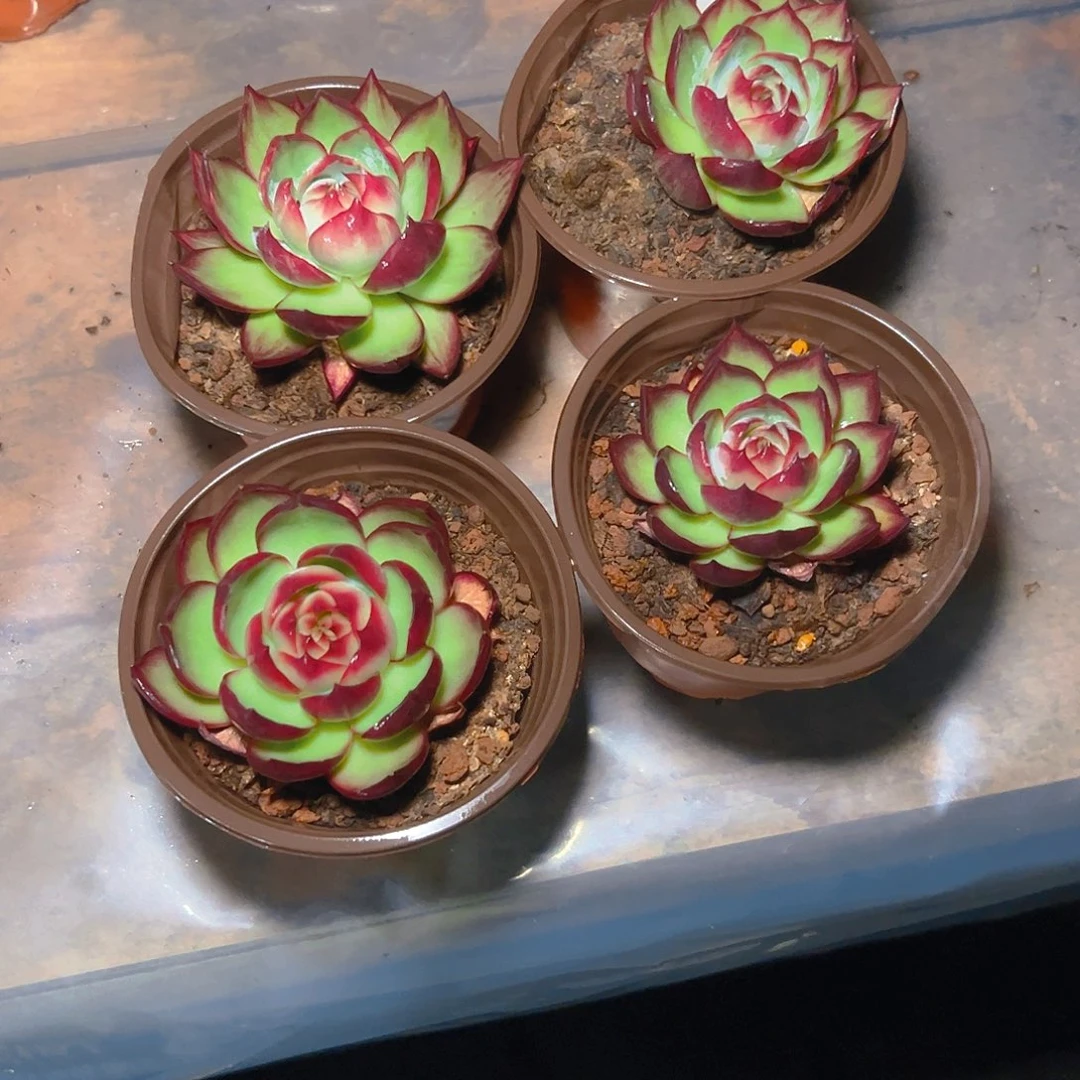 赠***深小惊鸿仙子四颗2607号