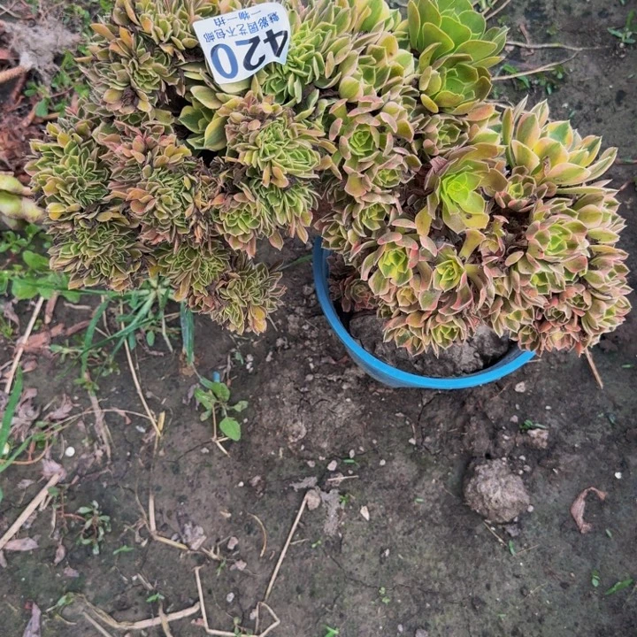女妖朵朵花29-10包邮花花