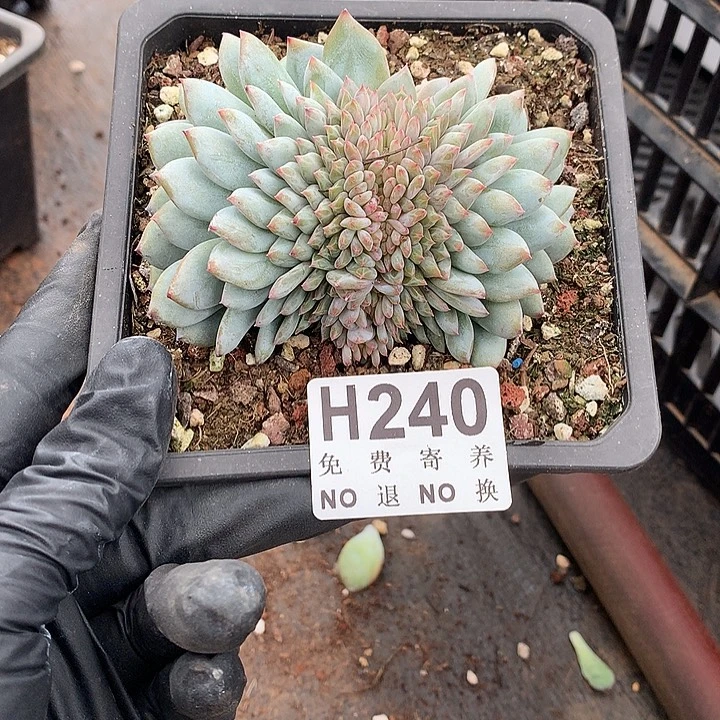 星星橙缀化 有侧切  非偏远38包邮 节后发