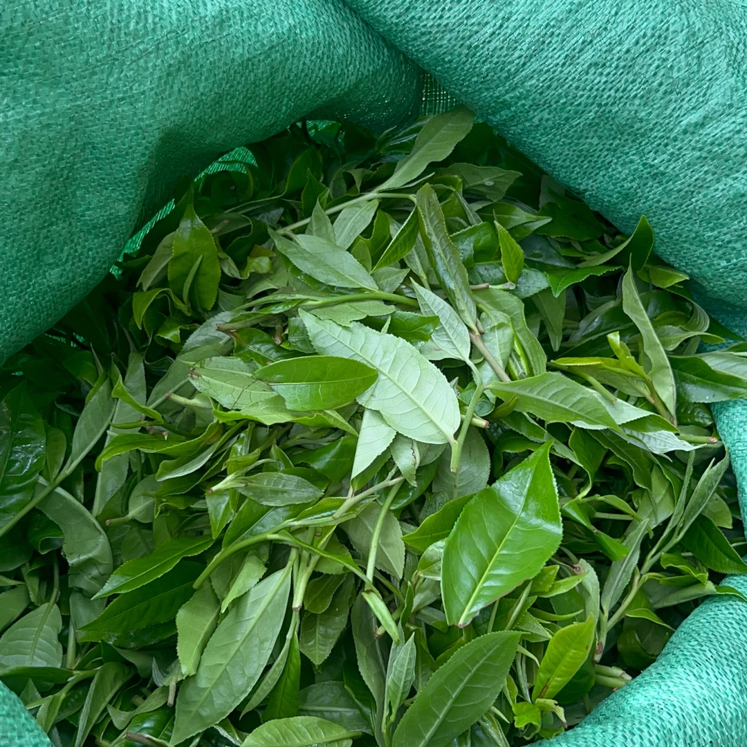 ［昔归组13号 昔归老寨2号］2025年昔归忙麓山秋