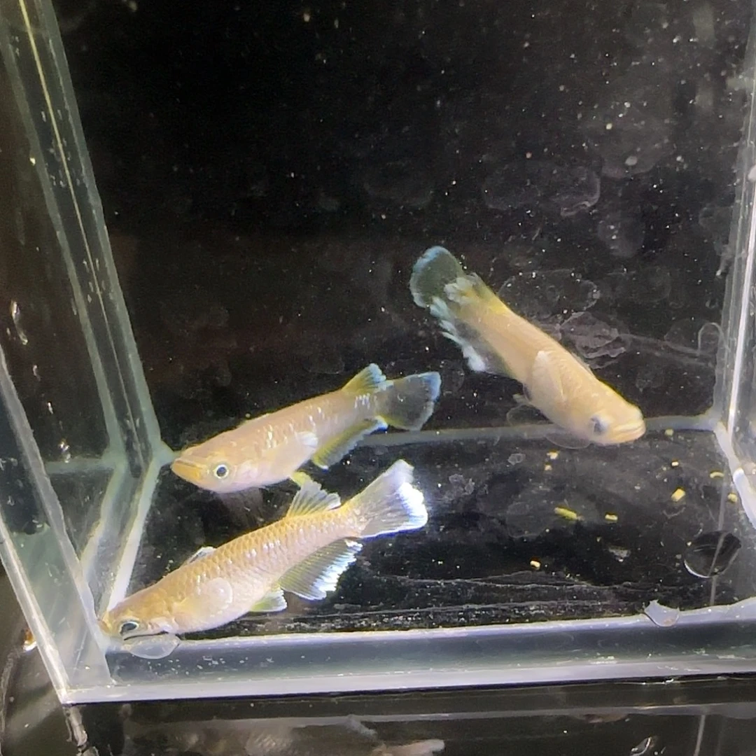 青鳉鱼观背青鱂一物一拍83