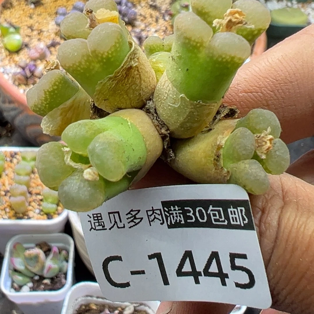 多肉植物1111111111111111