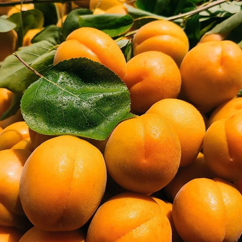 金太阳旱塬小蜜杏陕西黄杏产地直发酸甜可口