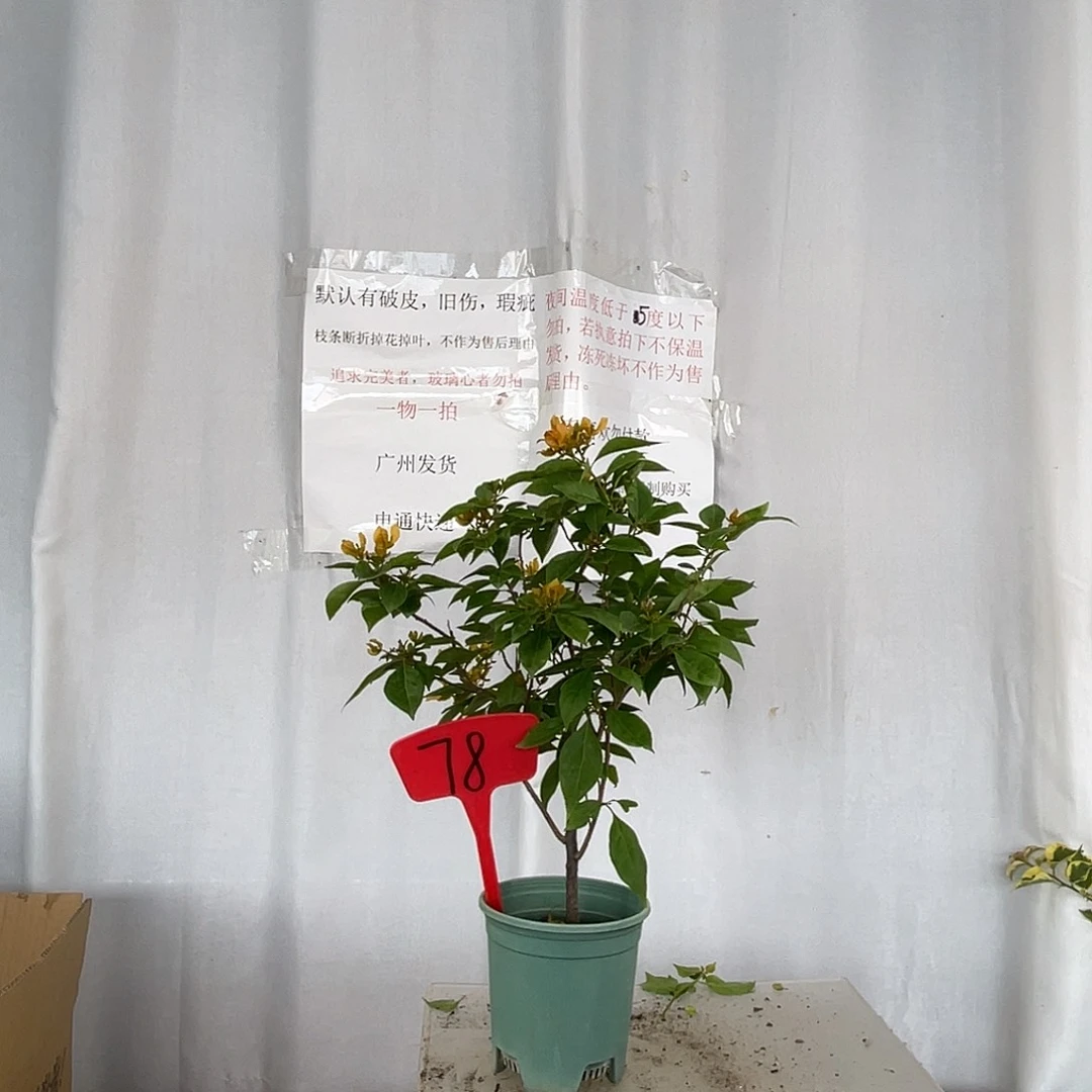 当前无花栽培后可以开花78金发女郎盆苗