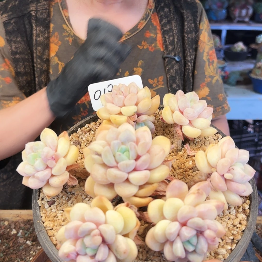 018号白鹭群68       肉