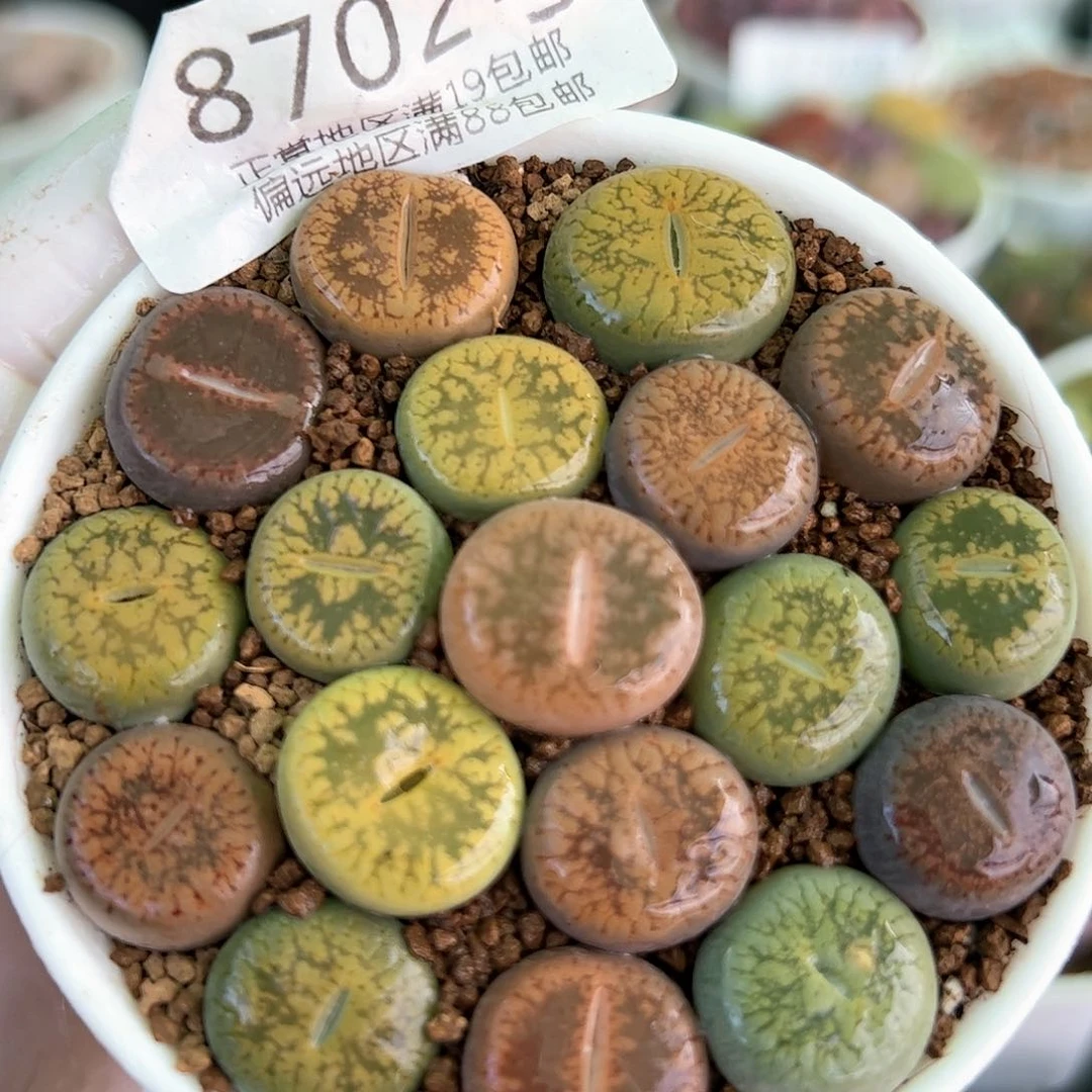 好养易活生石花大母本8702