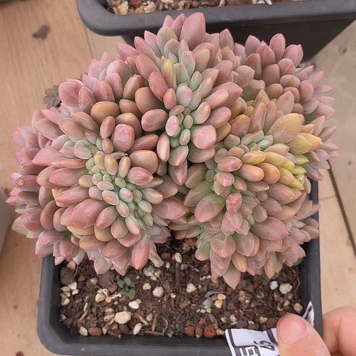 桃花源27146多肉植物