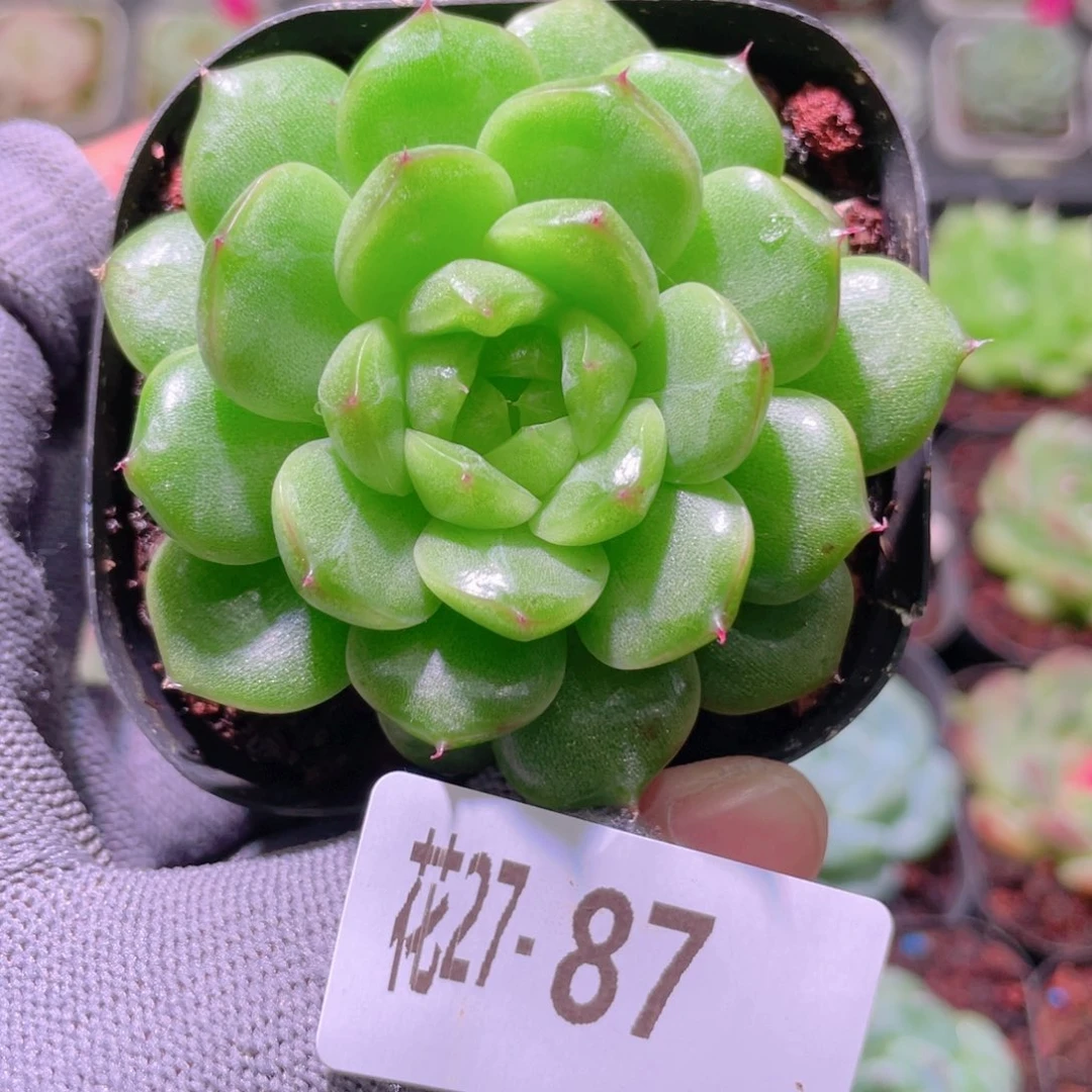 花利美27-87海王