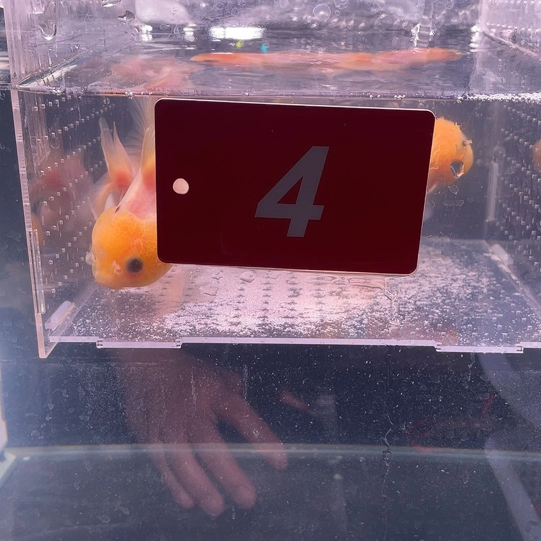 红嘴尖格鱼冷水江市等全国重点区域