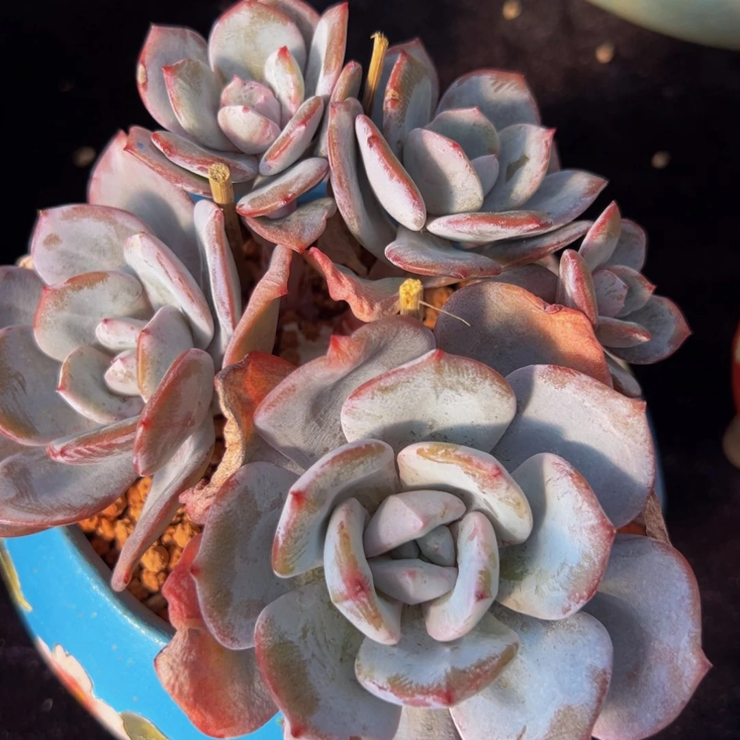 新年快乐 新年快乐 新年快乐