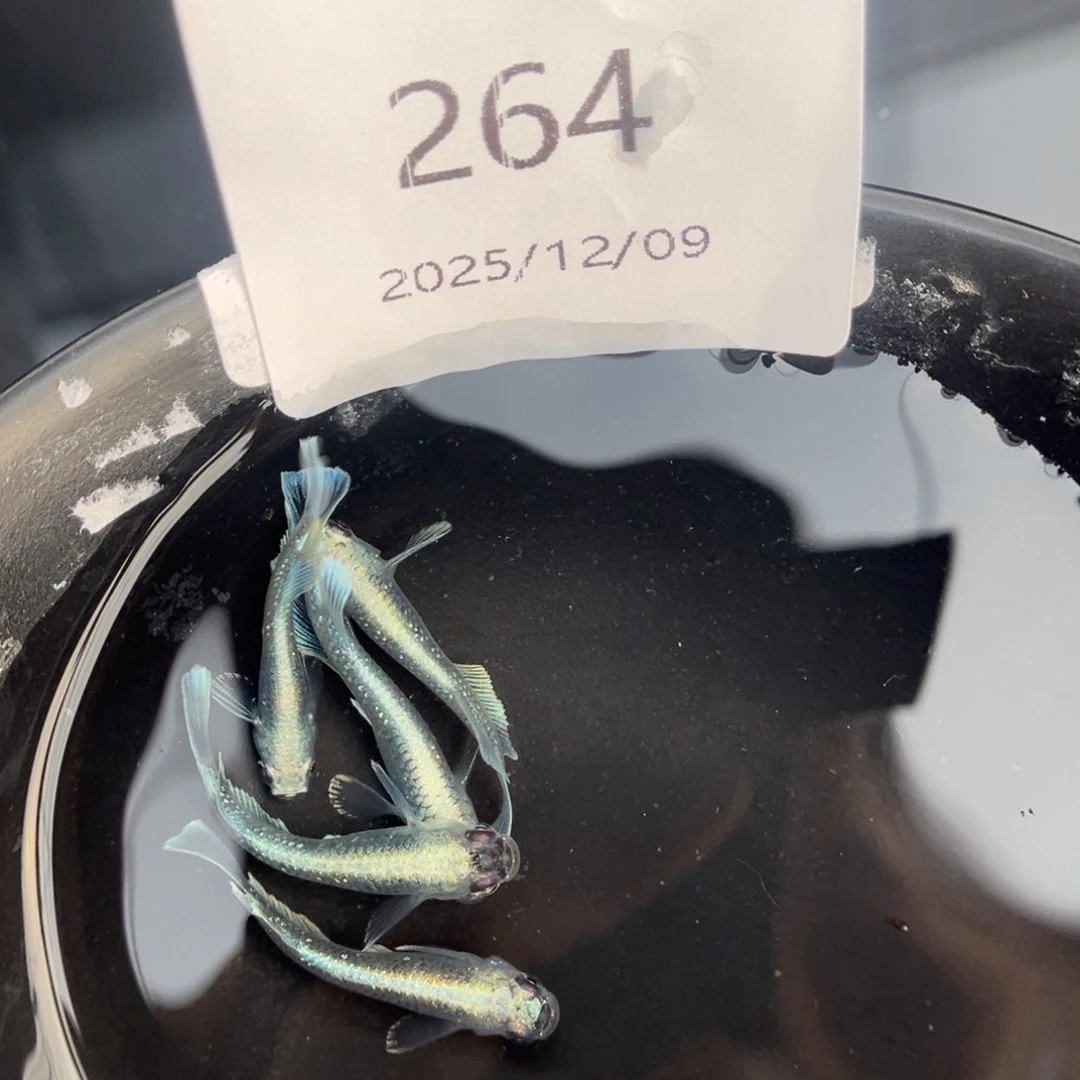 青鳉鱼264玛利亚宽鳍五尾