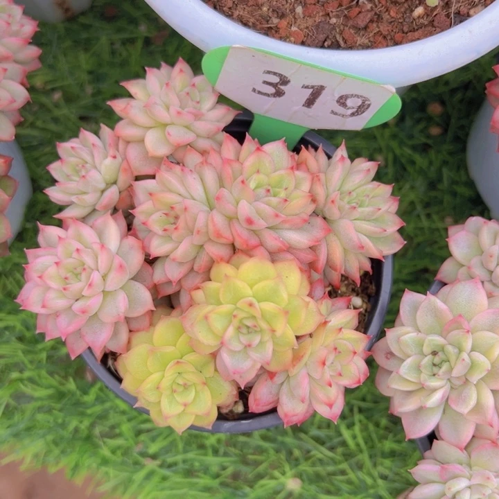 健健康康平平安安