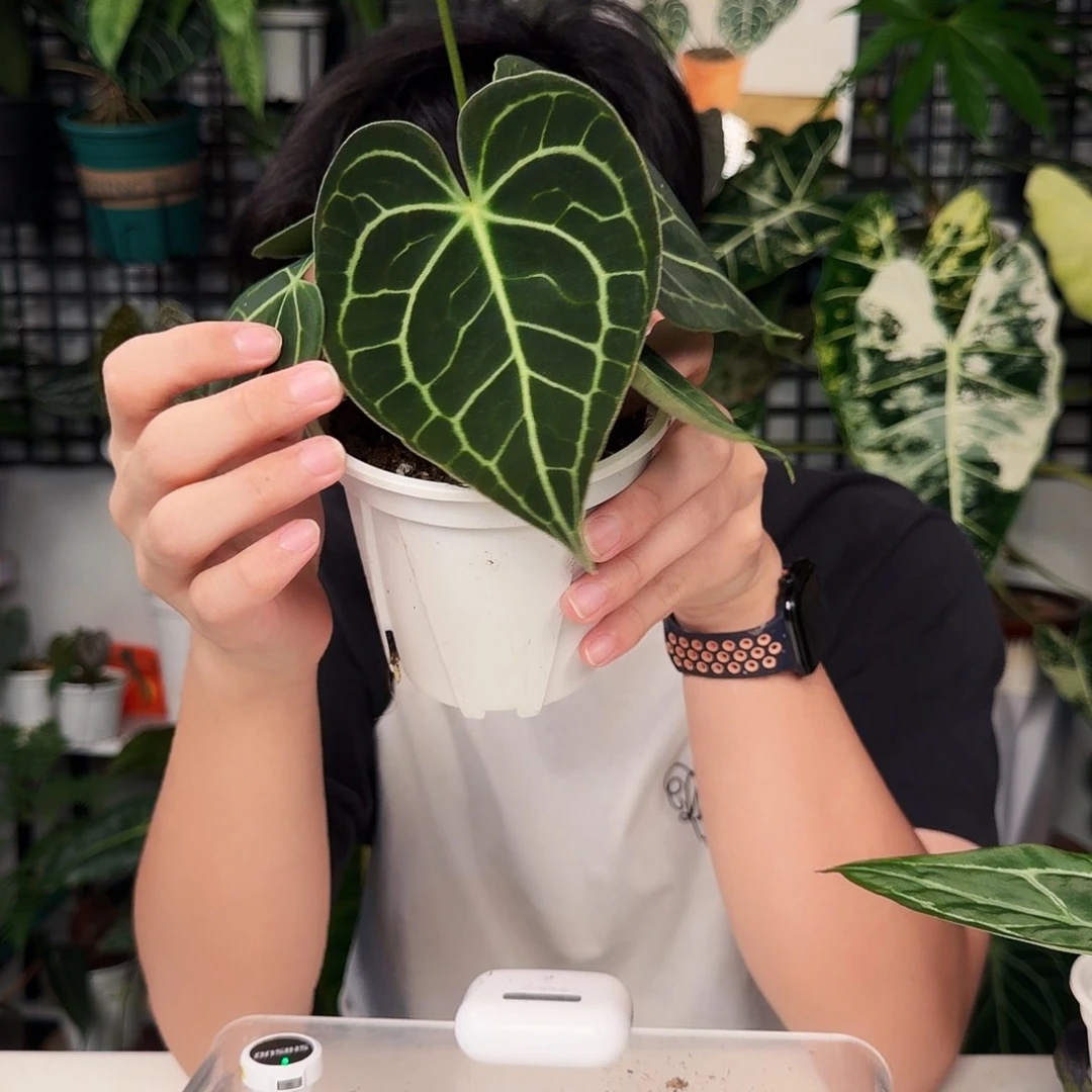 完全开放Q103  克莱恩