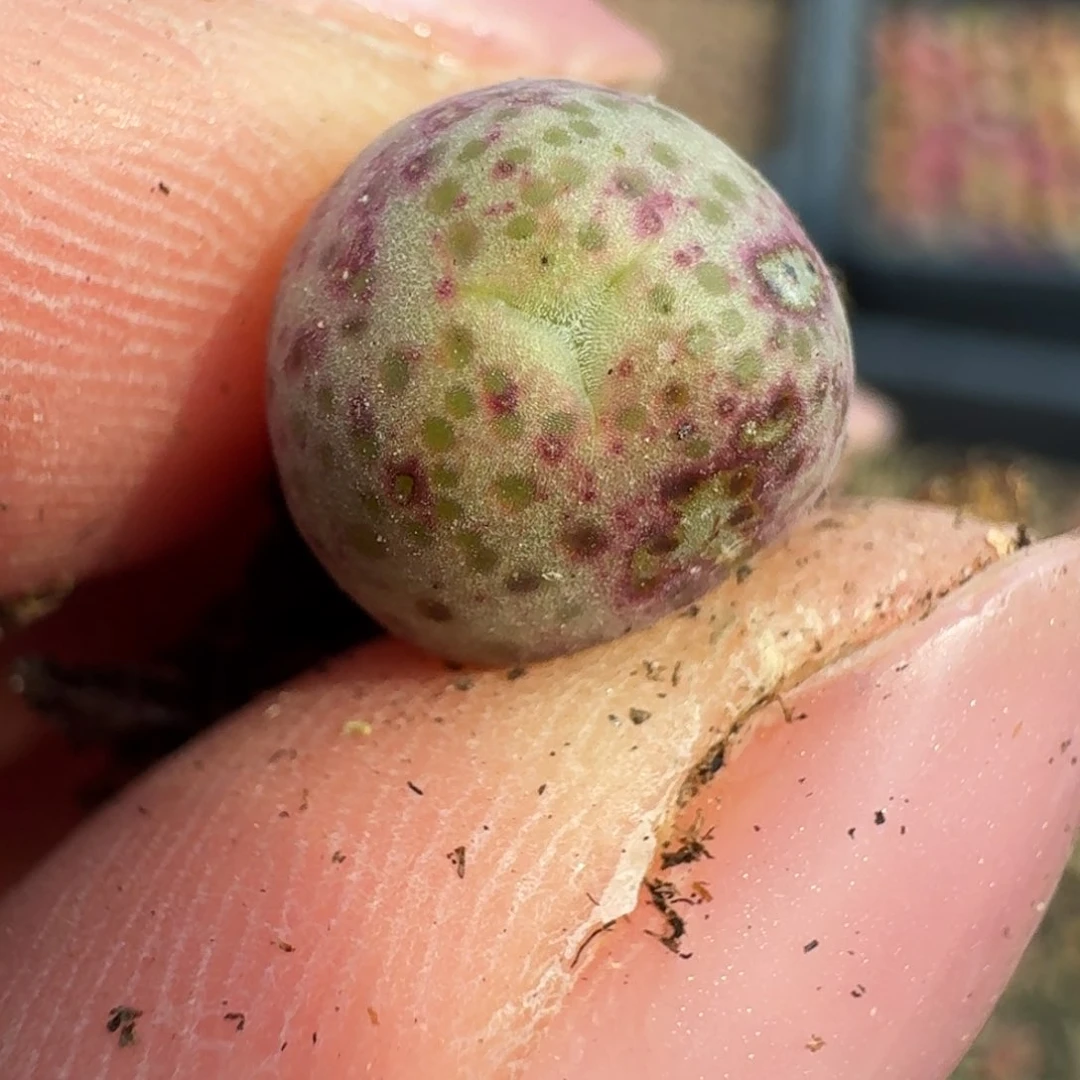 25-93斑马0000000000000