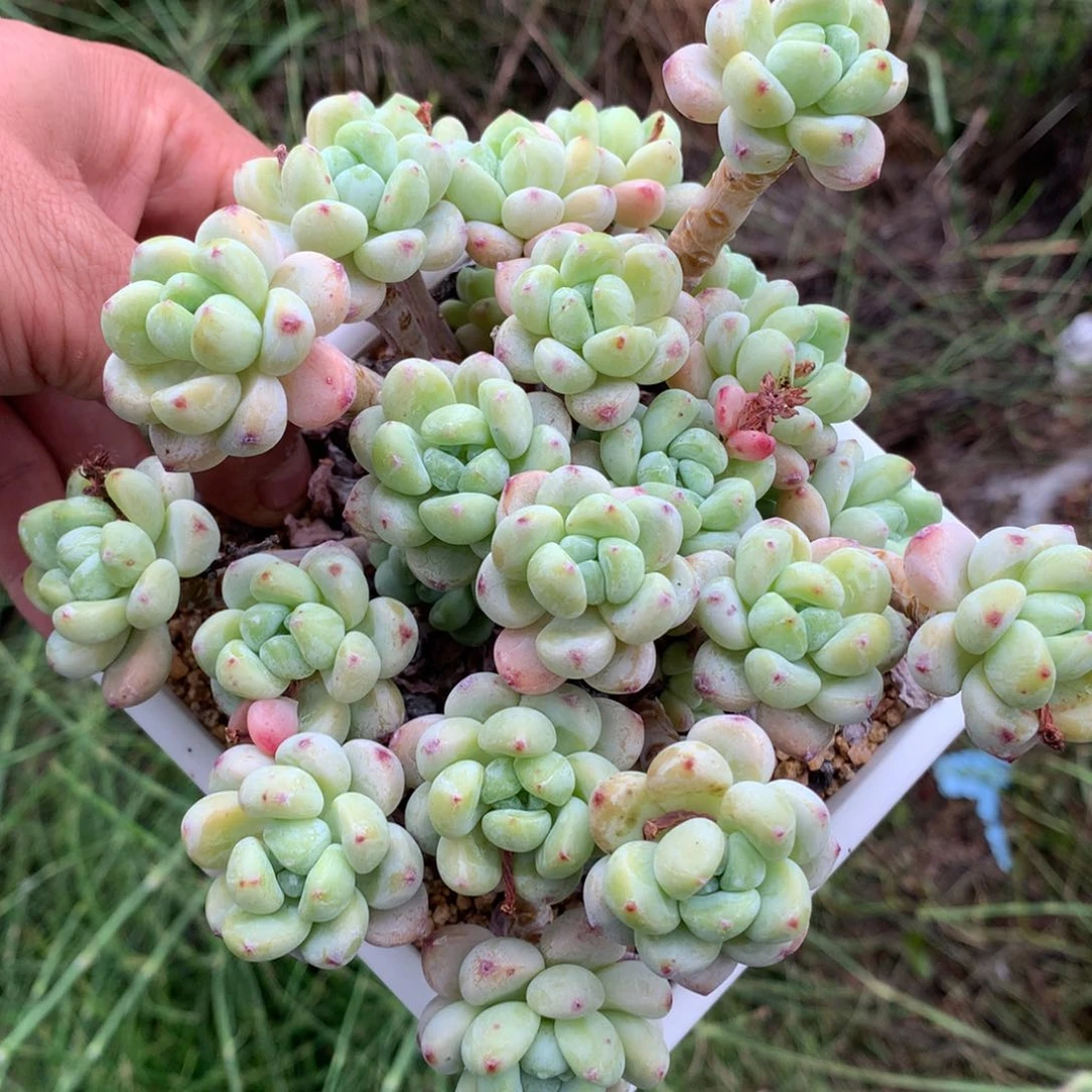 0602-200 罗琦优选