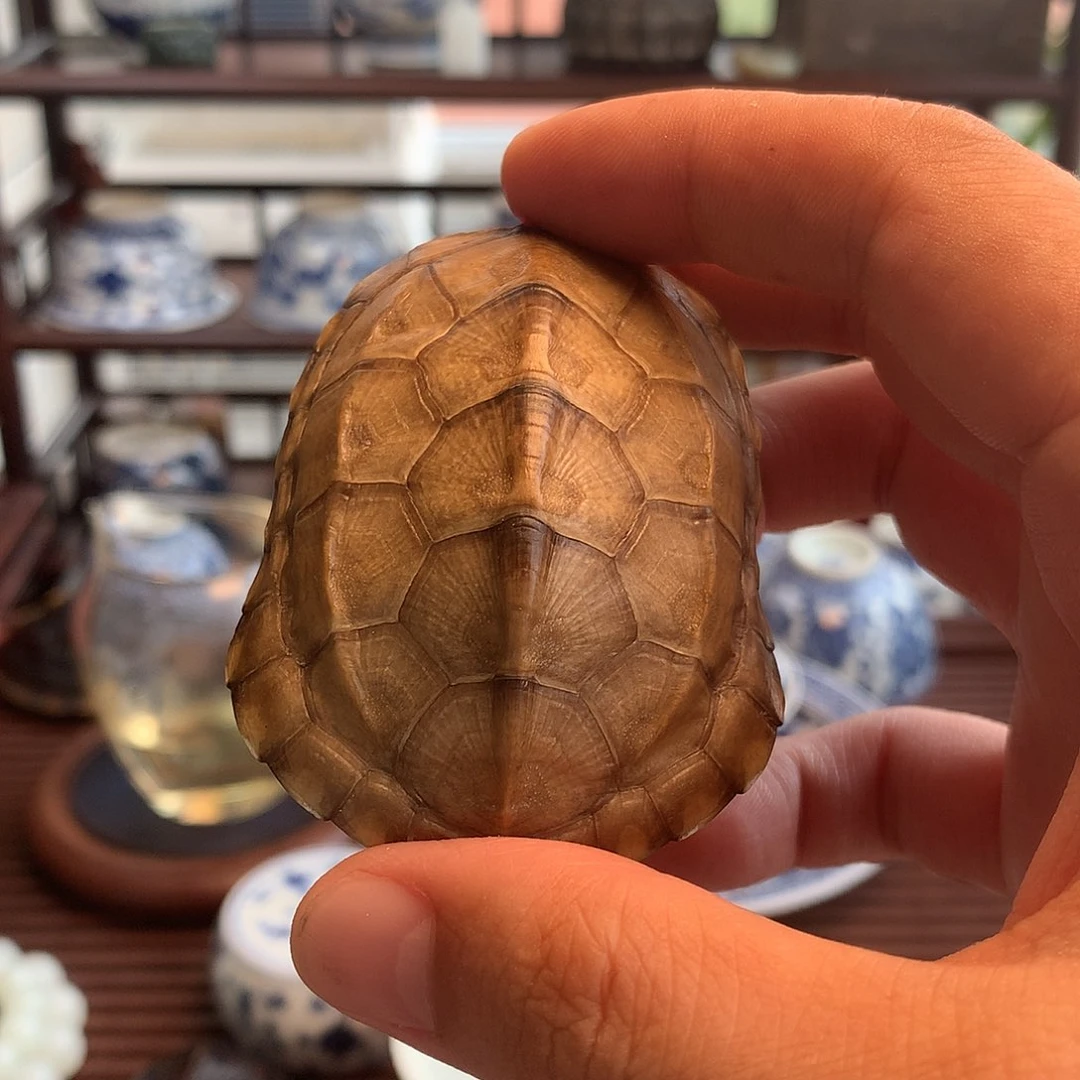 养**道瓷器龟壳龟壳龟壳