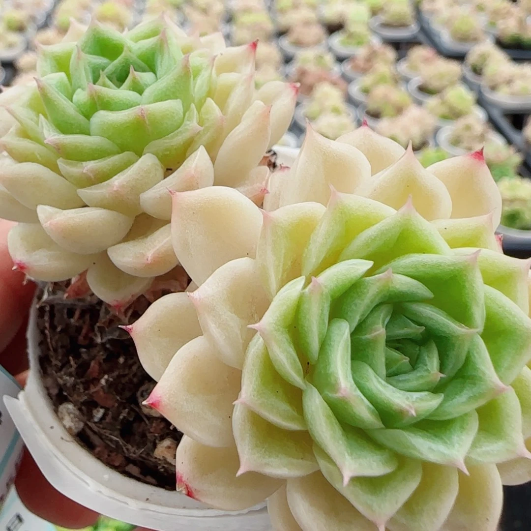 花语逸境0525-11