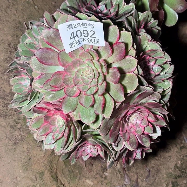 4092莲花座多肉植物