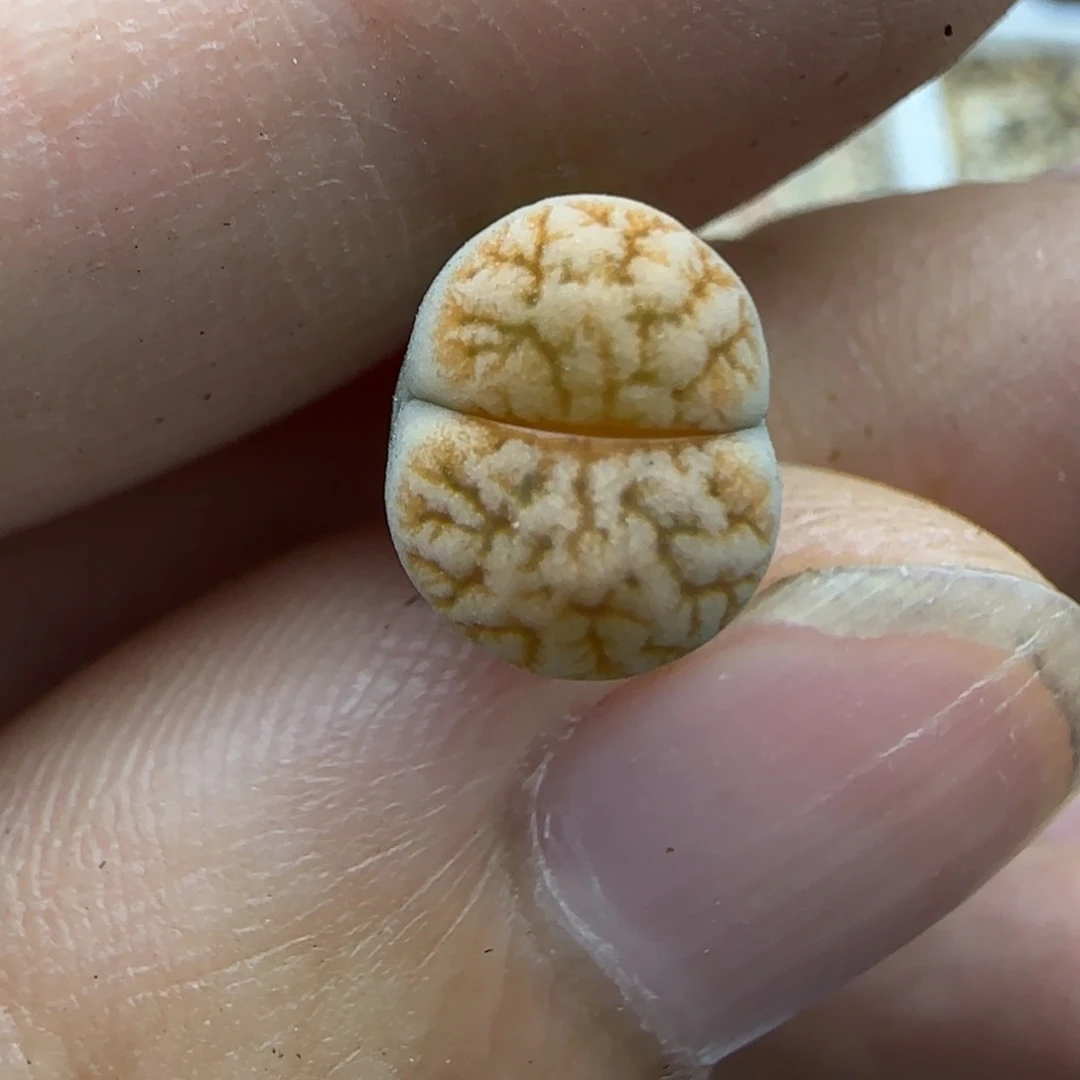 064秒生石花大棚直播