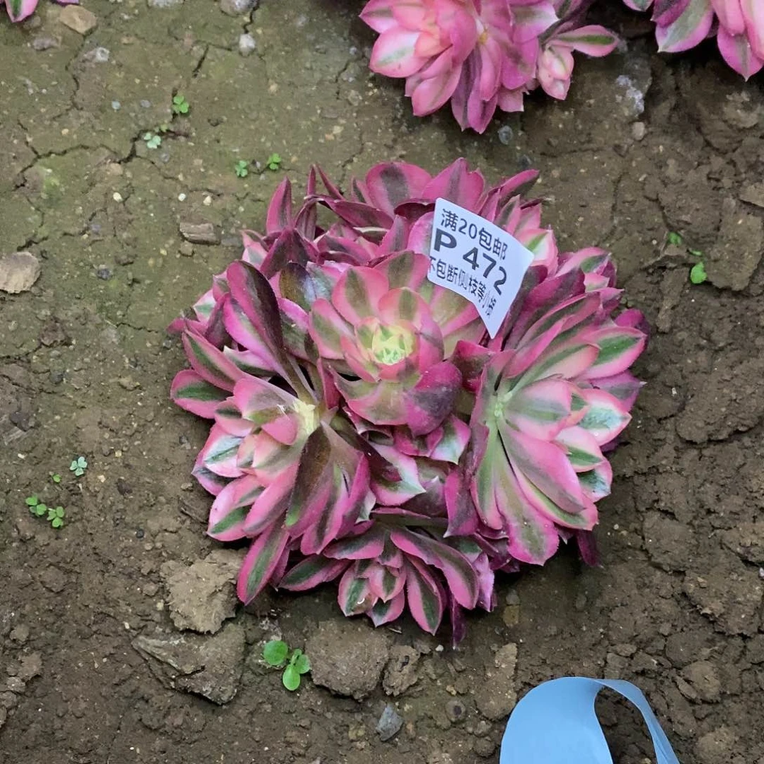 472女巫多肉法师锦