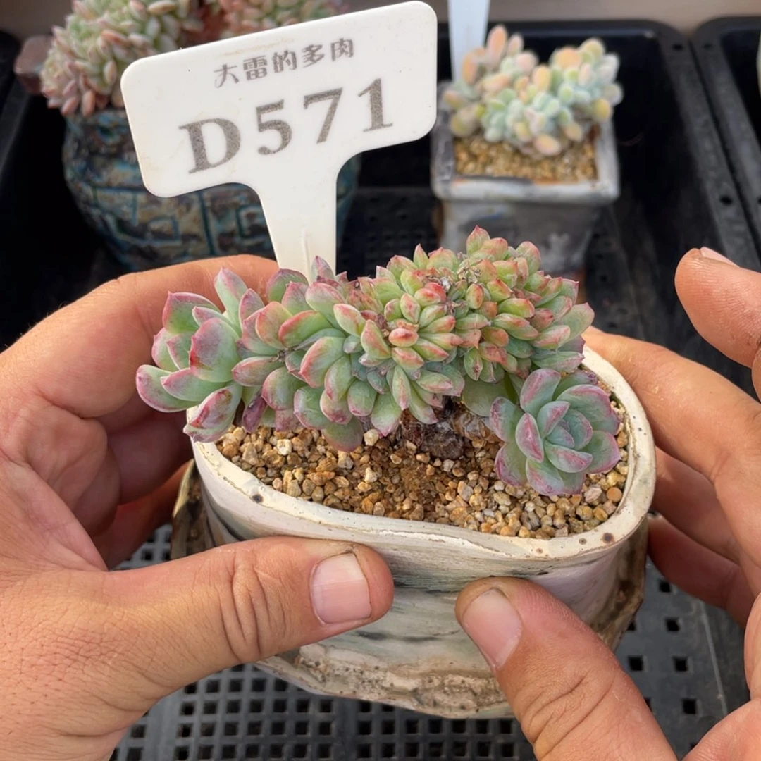 571莎莎不带盆9厘米