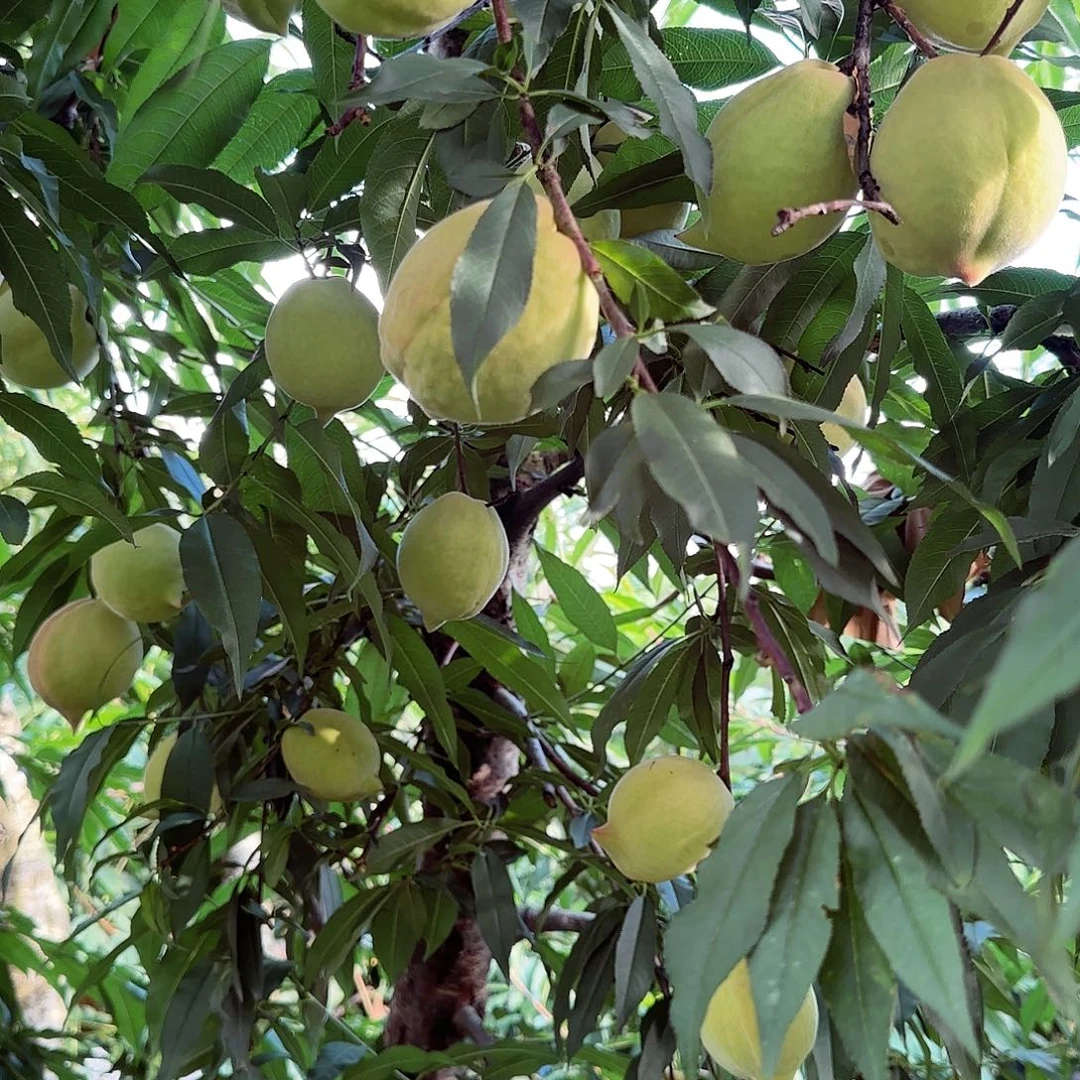 鹰嘴桃小果5斤包邮