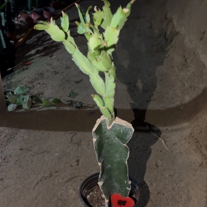 用***5当前无花栽培后可以开花1795  398瑕疵