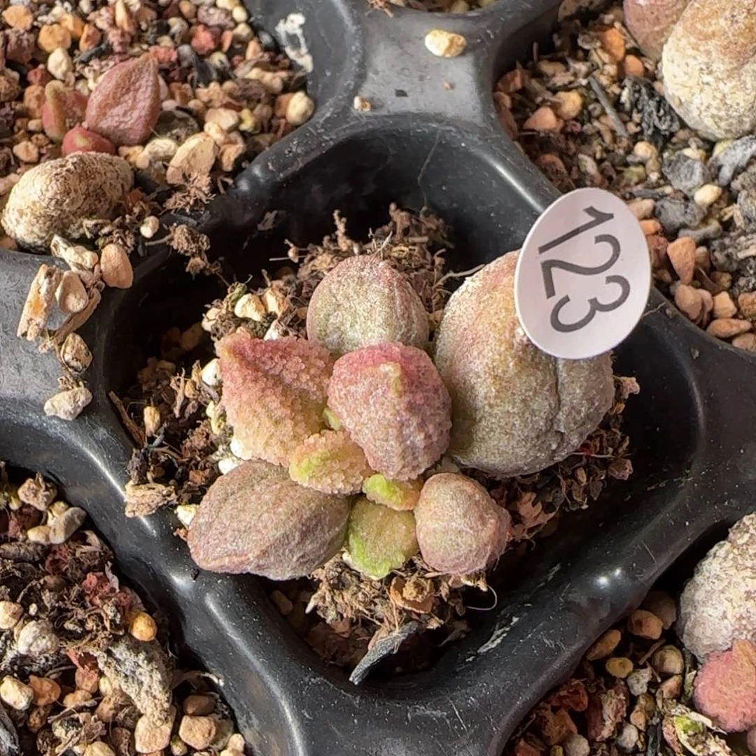 武冰晶冰淇淋水泡多肉123