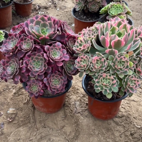 441多肉植物组合，