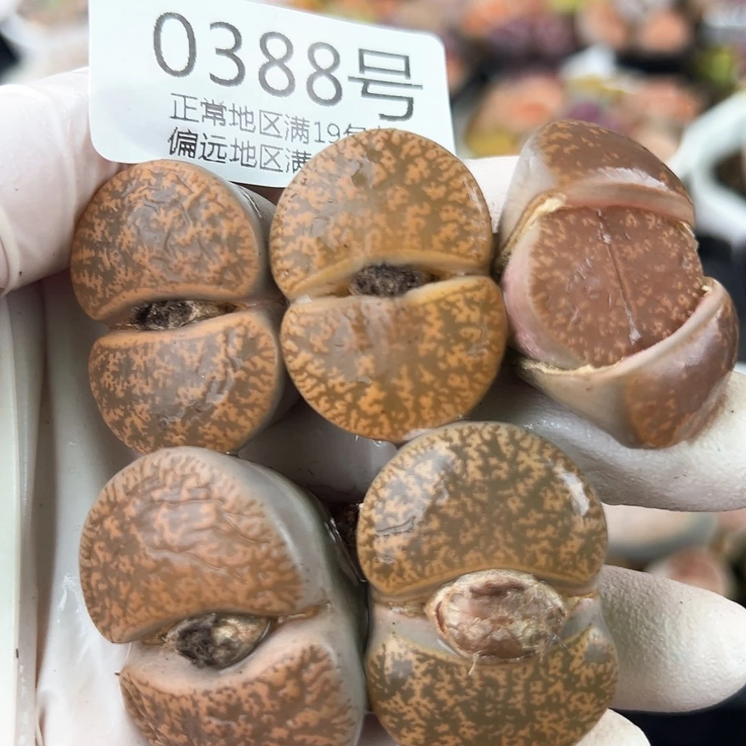 0388四年橘色紫熏5颗3-3.5cm