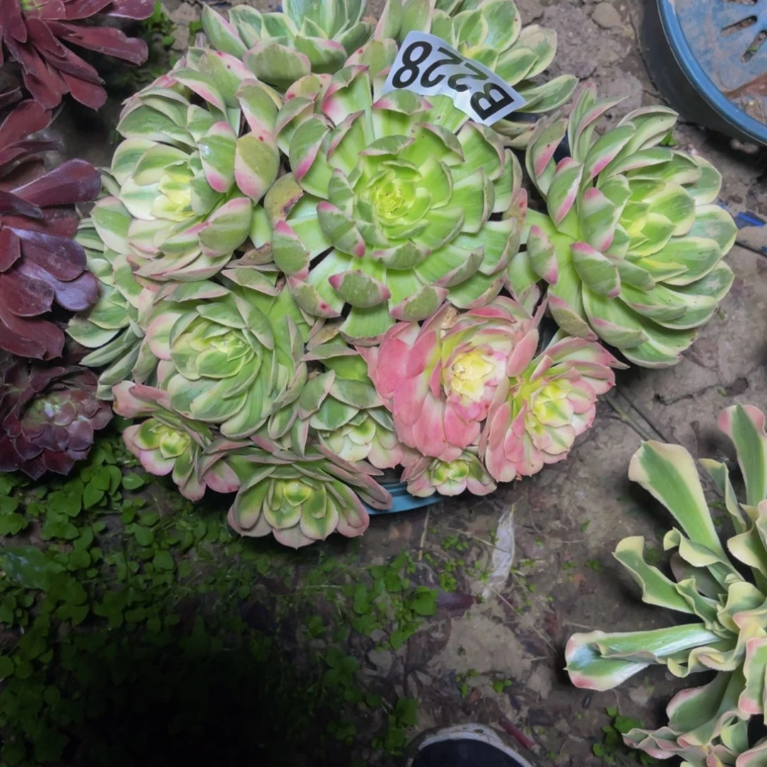 海王法师14////////4包邮