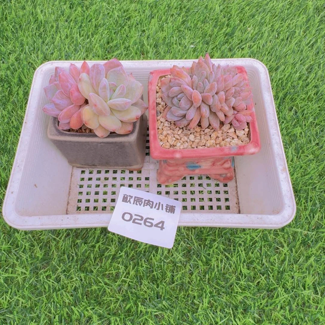 宫***呐多肉植物橙梦露两颗0264