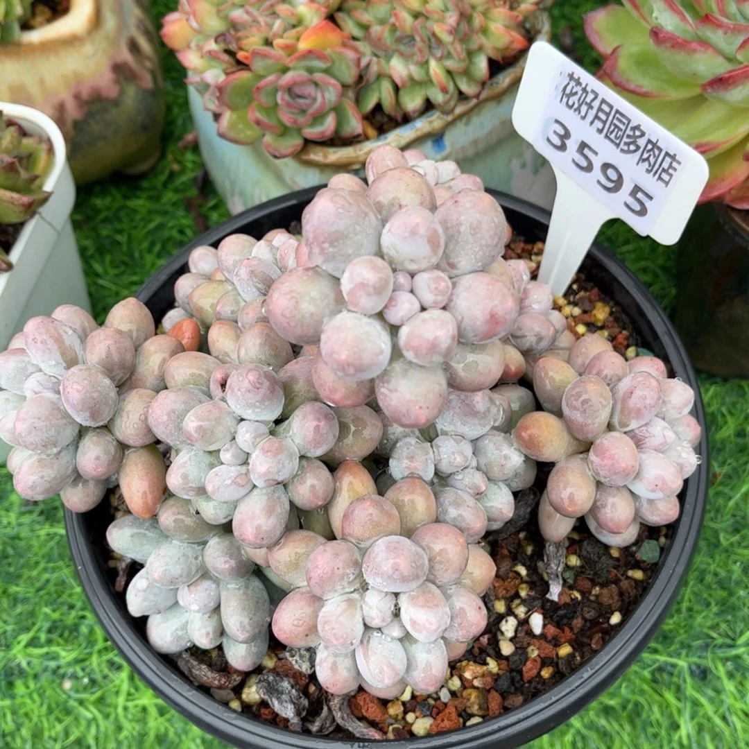 华***瑟多肉植物3595 一定要拍个冷链哦