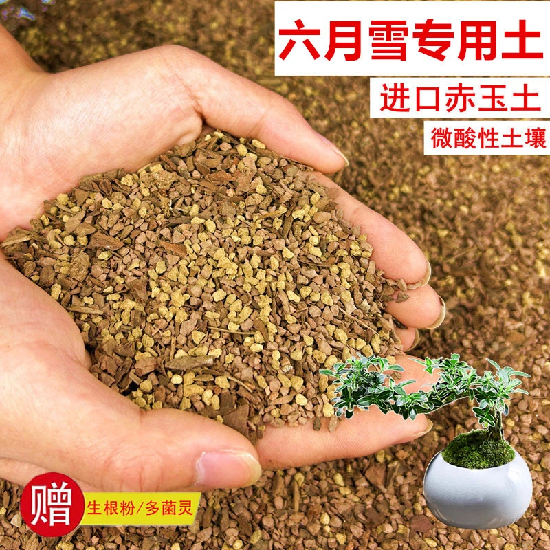 六月雪植物颗粒土透气赤玉土风化土营养土盆景土花卉绿植种植土