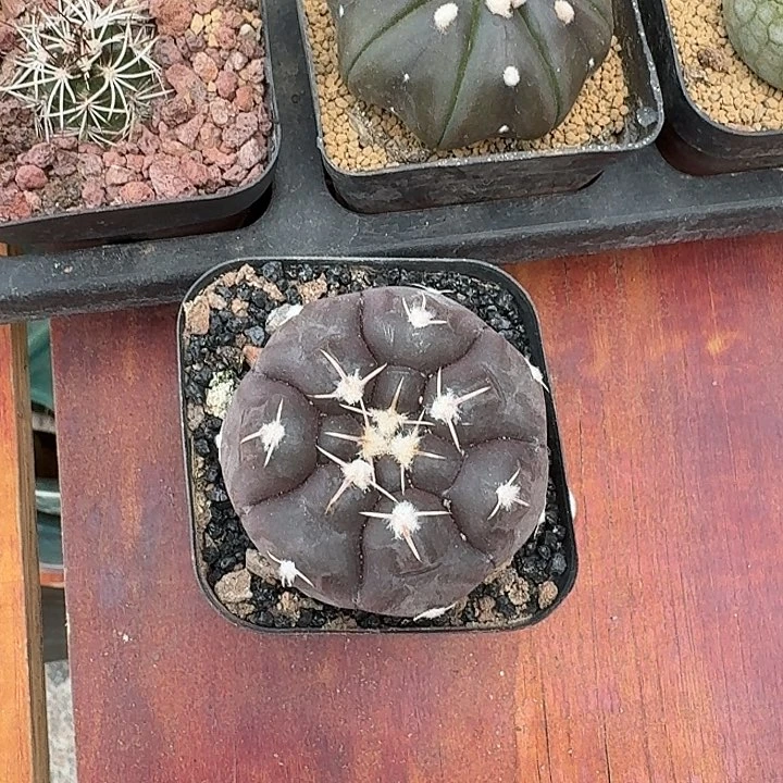 零****铅皮仙人球223466