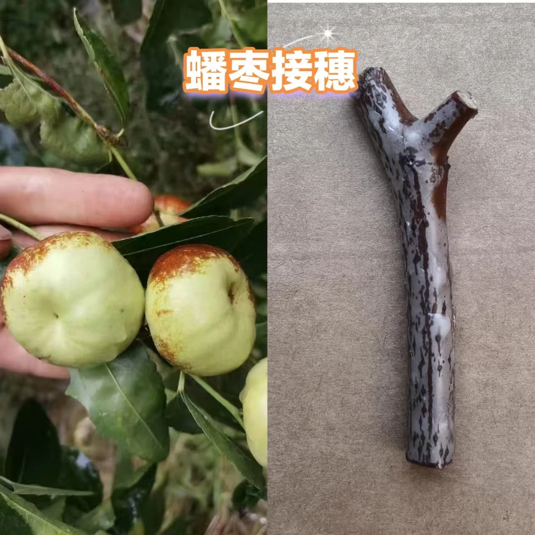 盆栽地栽枣树接穗蟠枣