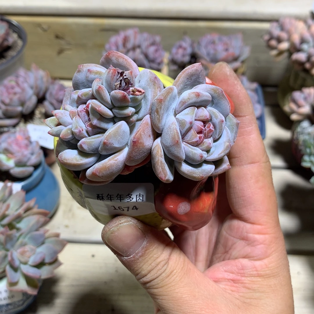 1674石榴籽星影7厘米