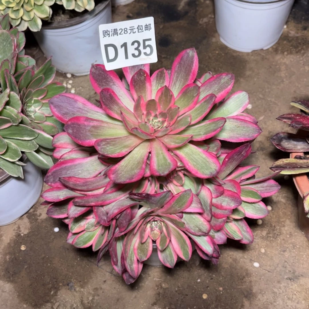 135多肉植物云荷