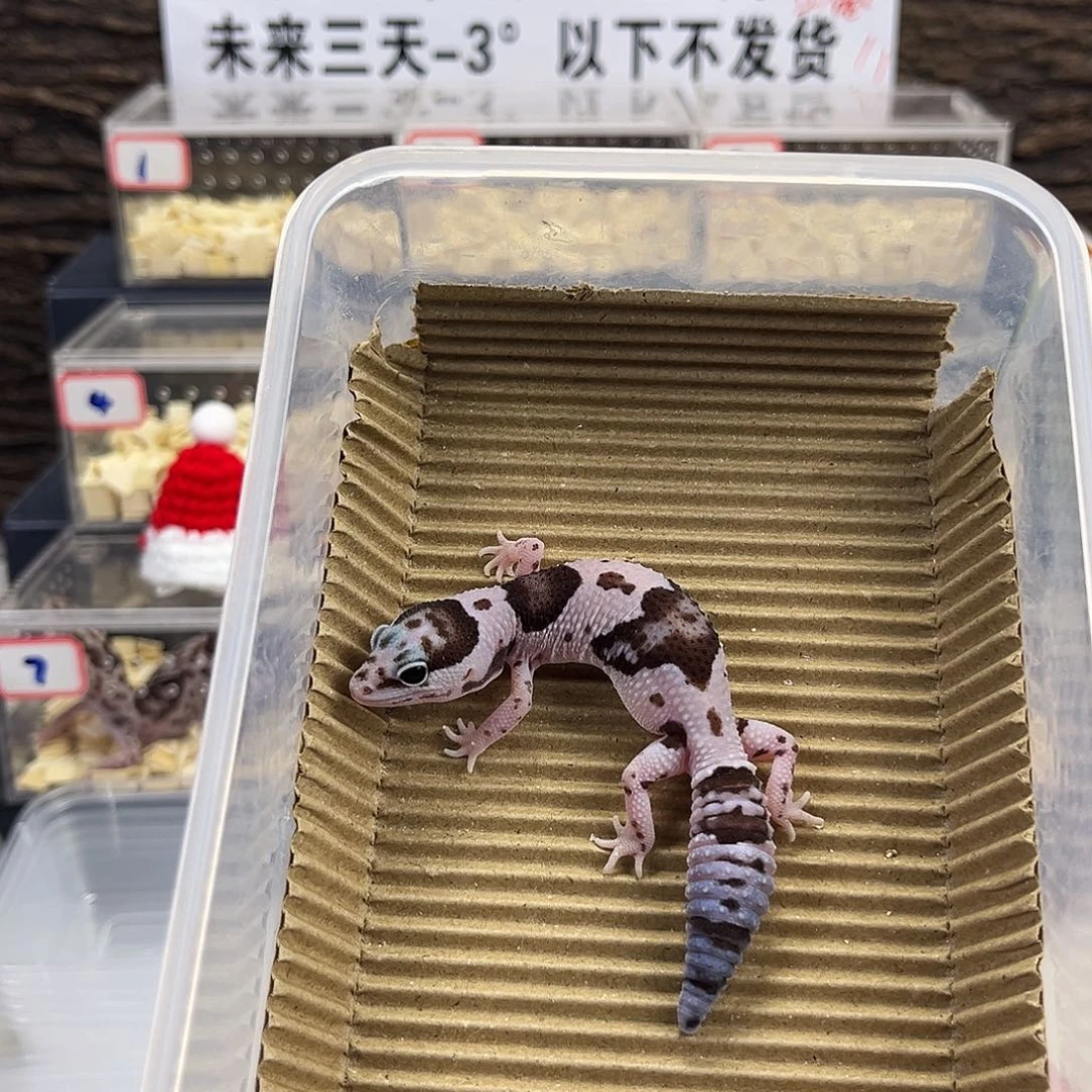 肥尾守宫奶奥非直线母