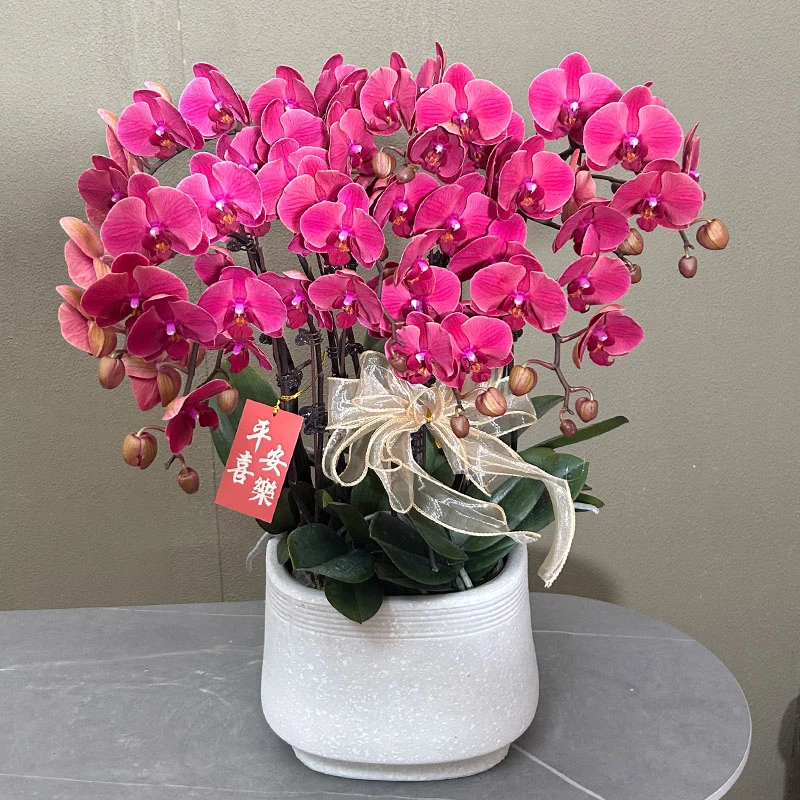 蝴蝶兰【红韵】带花带盆组好发货 客厅 庭院 别墅 阳台 婚礼
