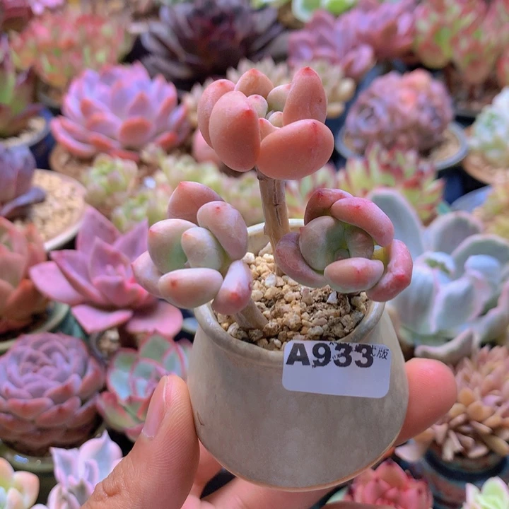 一物一拍含盆土满38包邮A933