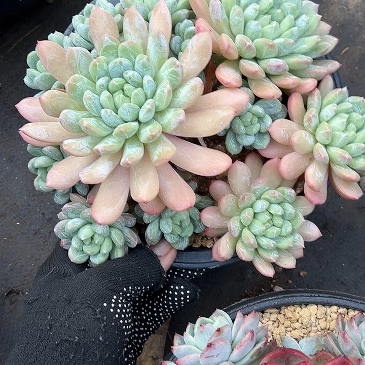 多肉植物一物一拍